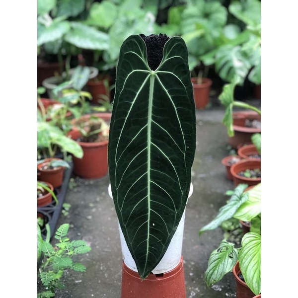 Tanaman hias Bonggol anturium kuping gajah Waroquanum