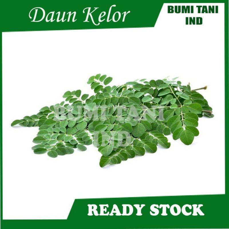 

Sayur Daun Kelor Segar