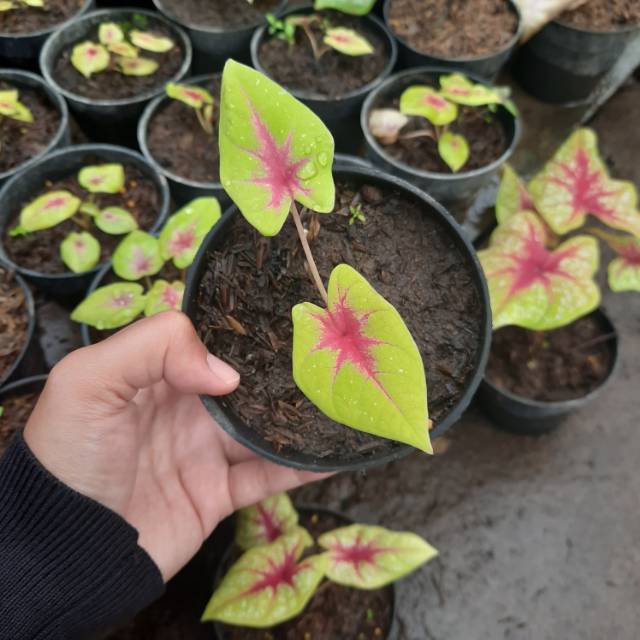 Tanaman Hias Bunga Caladium Murah Caladium Tears Of The Sun atau Keladi TOS