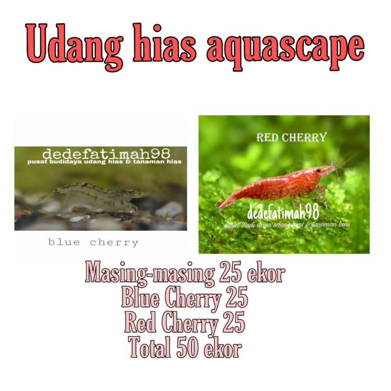

PAKET CHERRY blue cherry 25 ekor red Cherry 25 ekor