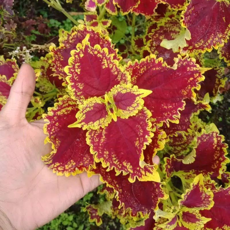 Miana Premium , Tanaman Hias Miana, Bunga Caleus kode 1, rimbun berakar dan stek