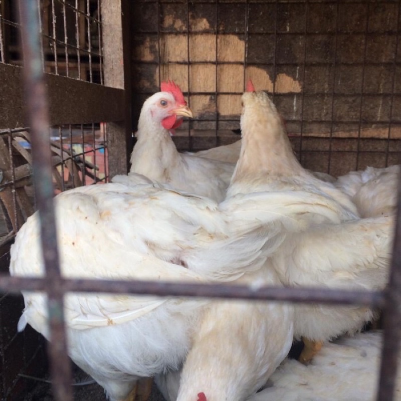 

AYAM PEJANTAN SEGAR BERSIH HALAL MURAH BERKUALITAS [400-500 GR]