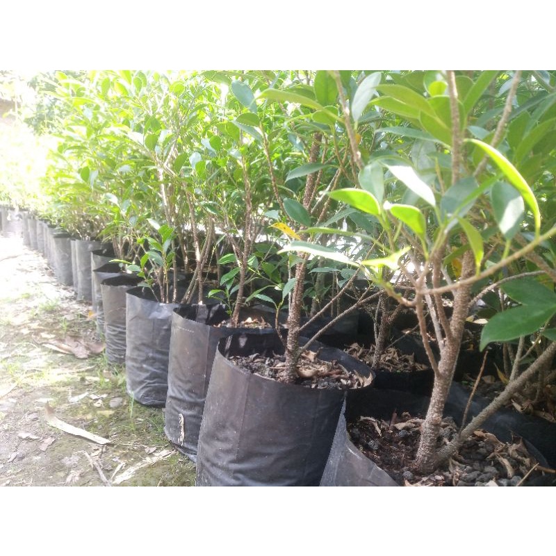 Beringin Kimeng Cangkok Fresh Real Pict