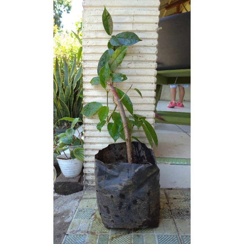 Bibit Tanaman Cincau Hijau Stek Rambat