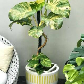 Bibit Epipremum Marble Sirih Gading Shopee Indonesia Bibit Epipremum Marble Sirih Gading Shopee Indonesia