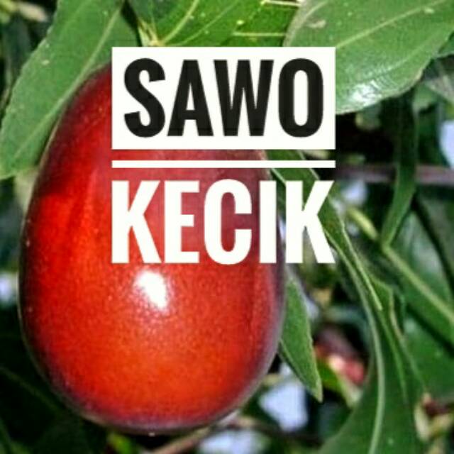 Sawo Kecik || Bibit Sawo Kecik