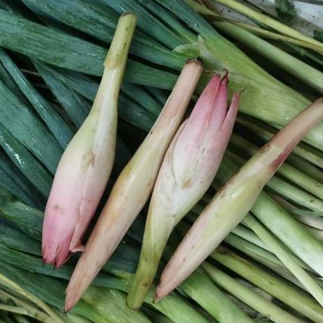 

Kecombrang Medan 500gr / Kecombrang Karo / Kecombrang Berastagi Kencong Berastagi Kencong Karo