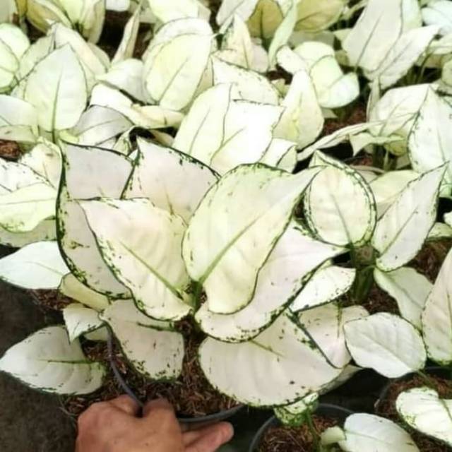 Aglaonema jenis Langka Super White