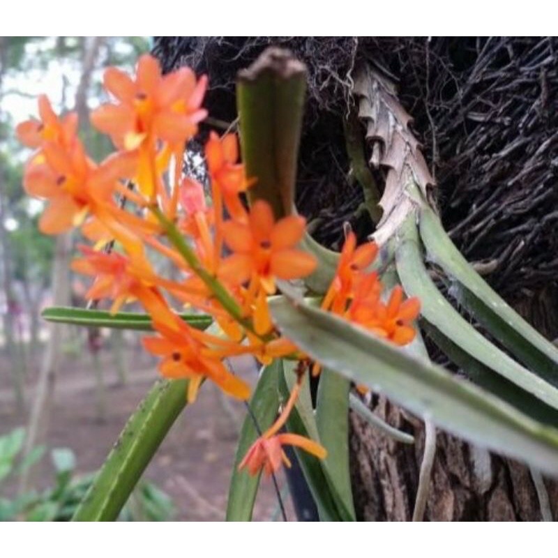 vanda mini  ascocentrum