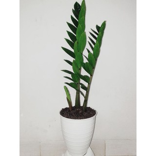 Tanaman Hias ZZ Plant Zamioculcas zamiifolia indoor 