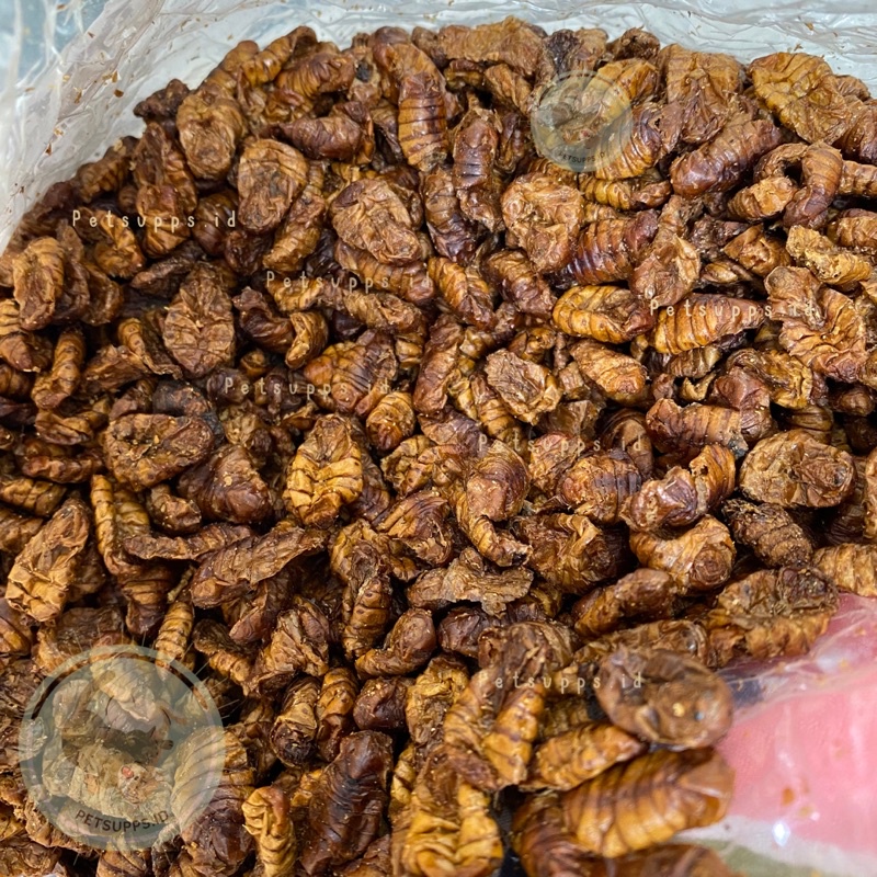 Dried silkworm pupae in bottle 60ml | ulat sutra kering | makanan cemilan snacks hamster sugar glider landak mini ikan koi burung.