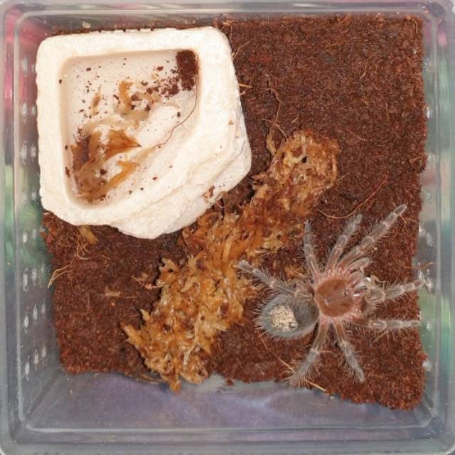 Tarantula grammostola pulchripes & Brachypelma albopilosum & Set Enclo