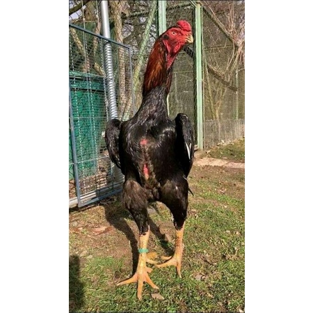 

telur tetas oshamo japan