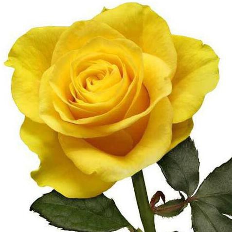 Int3R Bibit Tanaman Hidup Bunga Mawar Kuning / Yellow Rose Bibit Buah Paling Laris