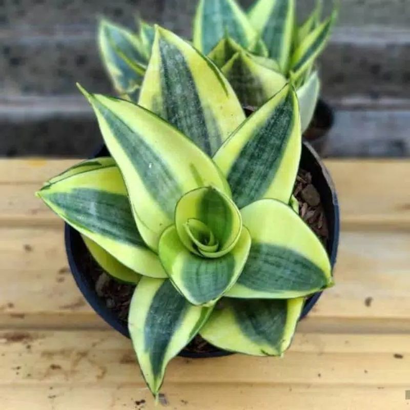 Tanaman Hias Sansivera golden mini / Tanaman pembersih udara sansivera golden mini