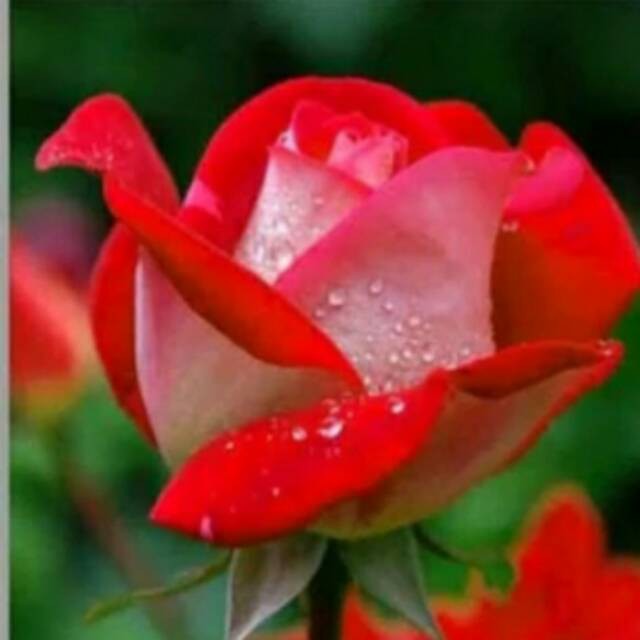 tanaman bunga mawar hidup rose kondisi kuncup / berbunga bunga besar wangi terbaik