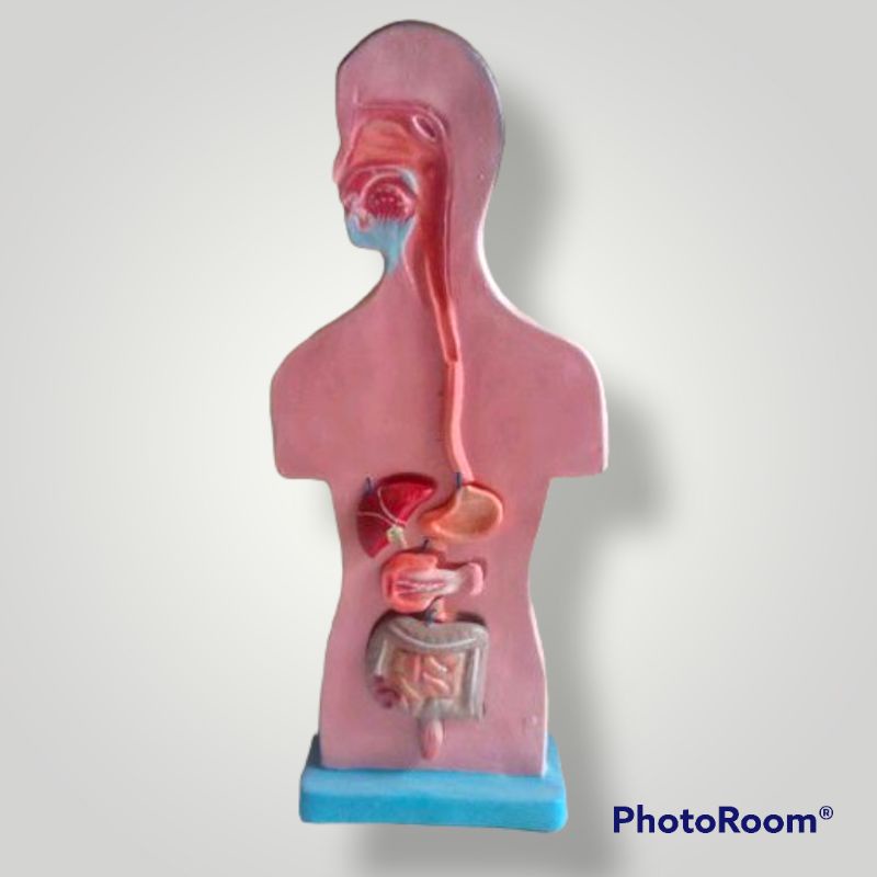 

Torso pencernaan makanan alat edukasi pembelajaran praktek biologi IPA