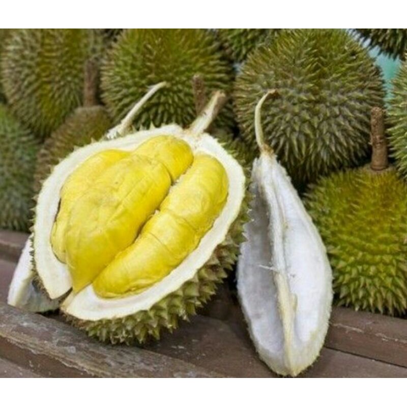 durian musangking