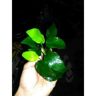 Anubias 10 Daun Lebat Tanaman Air Tumbuhan Air Aquascape Aquarium