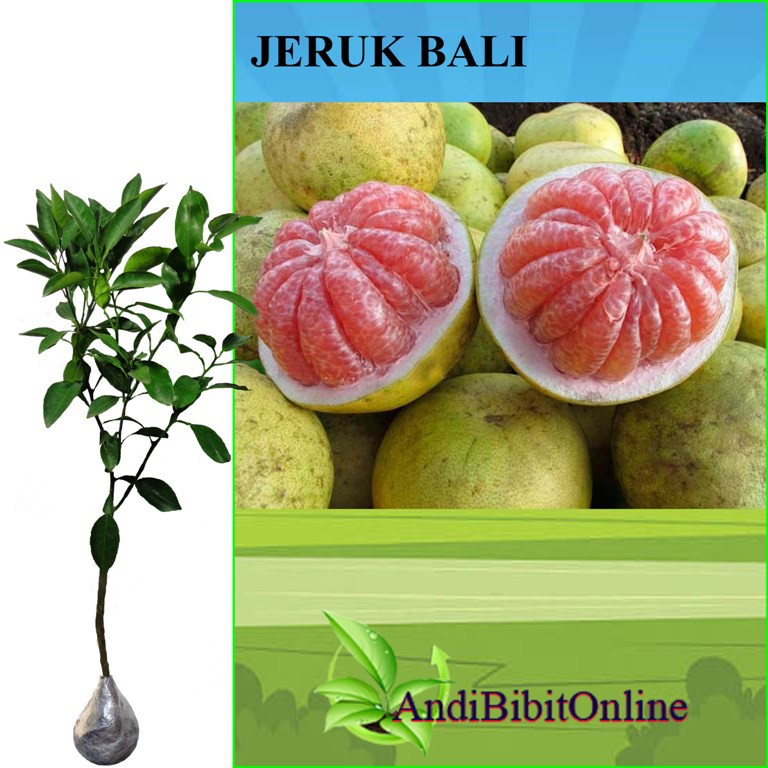 Jeruk Bali - Bibit Jeruk Bali