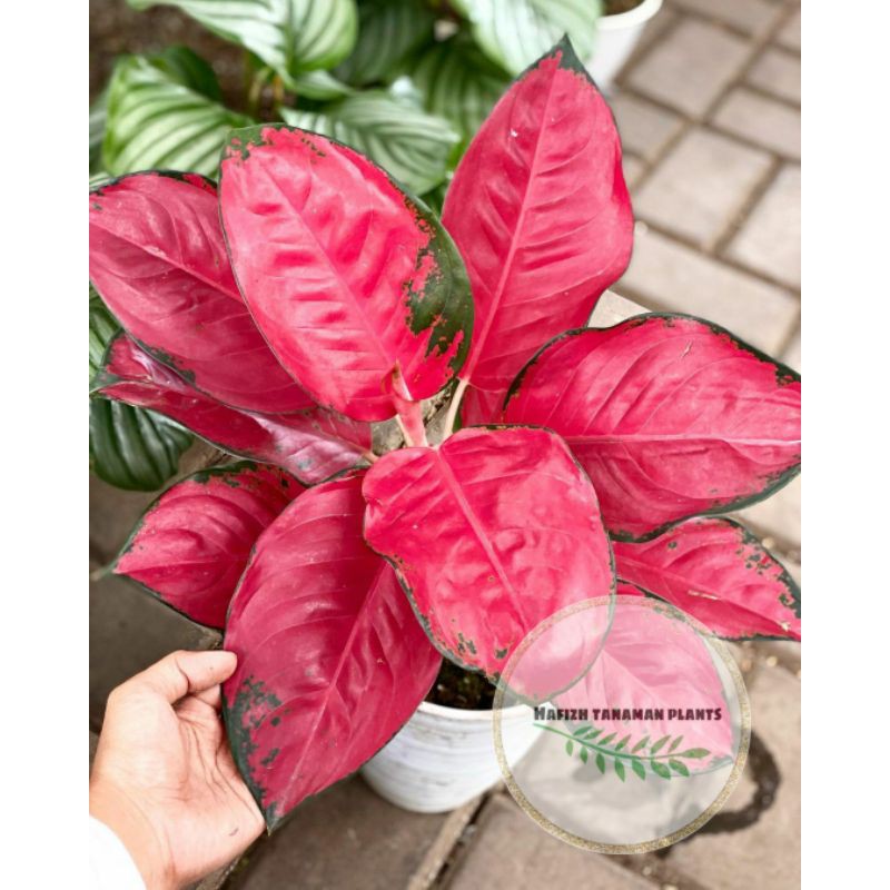 Tanaman Hias Aglonema Suksom Jaipong - Aglonema Suksom Jaipong - Tanaman Hidup-,Bunga Hidup Murah Bu
