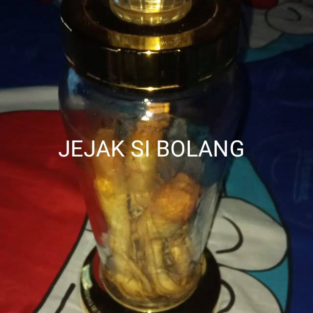 

GINGSENG COREA 100% ASLI PER 1PCS