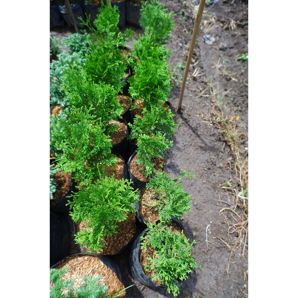 Cemara Wangi - Tanaman Hias - Bahan Bonsai