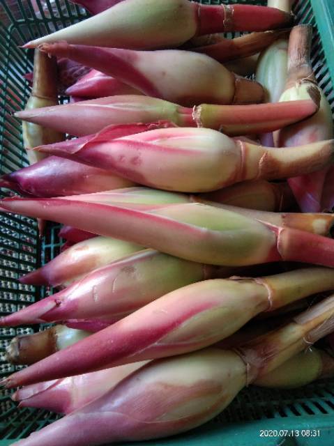 

Kecombrang,Honje 2 Pcs