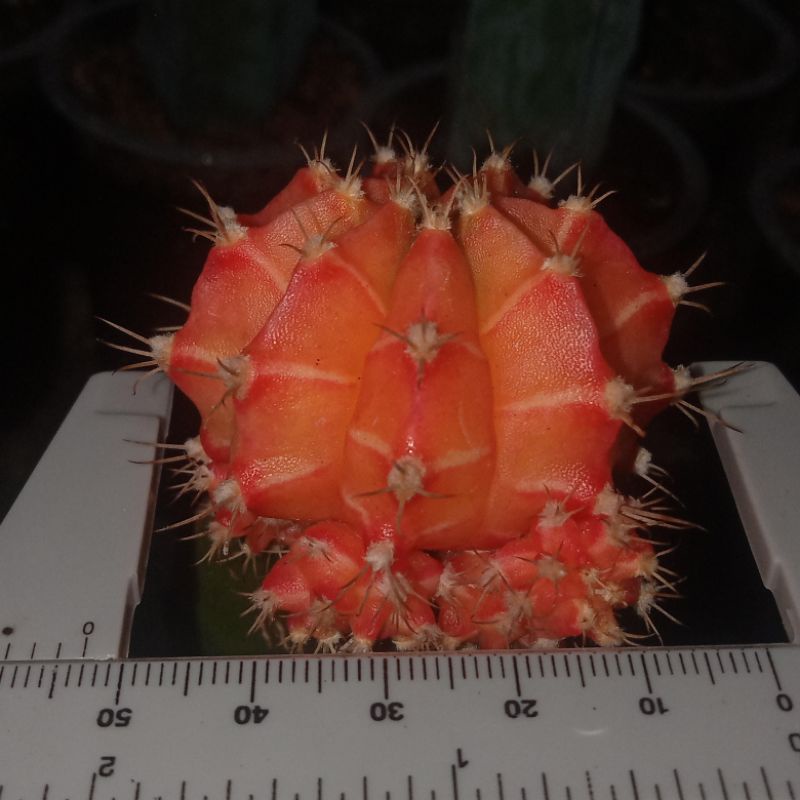 kaktus mihanovichi starfire