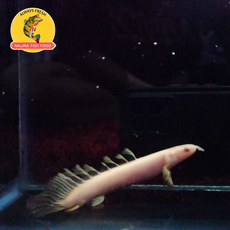 Palmas Albino Ukuran 11-12cm / Ikan Hias Akuarium