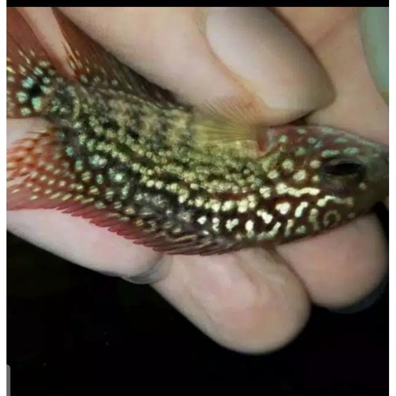 ikan louhan kamfa size3-4cm ori thailand bukan KW