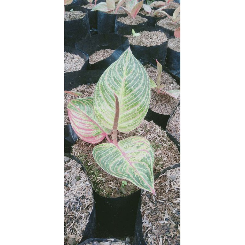 aglonema binggol huges tunas