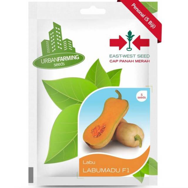 Benih butternut labu madu f1 isi 5 biji