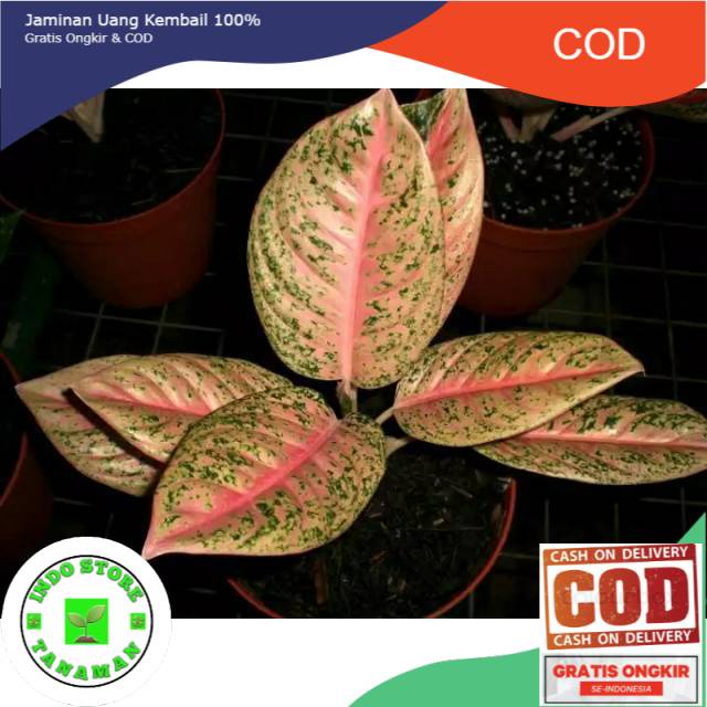 Tanaman hias aglonema BIG ROY INDUKAN-  Aglonema BIG ROY INDUKAN