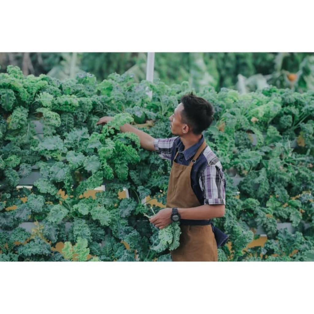

Termurah Sayur Curly Kale Hidroponik 100 Gr - FRESH dari kebun sendiri