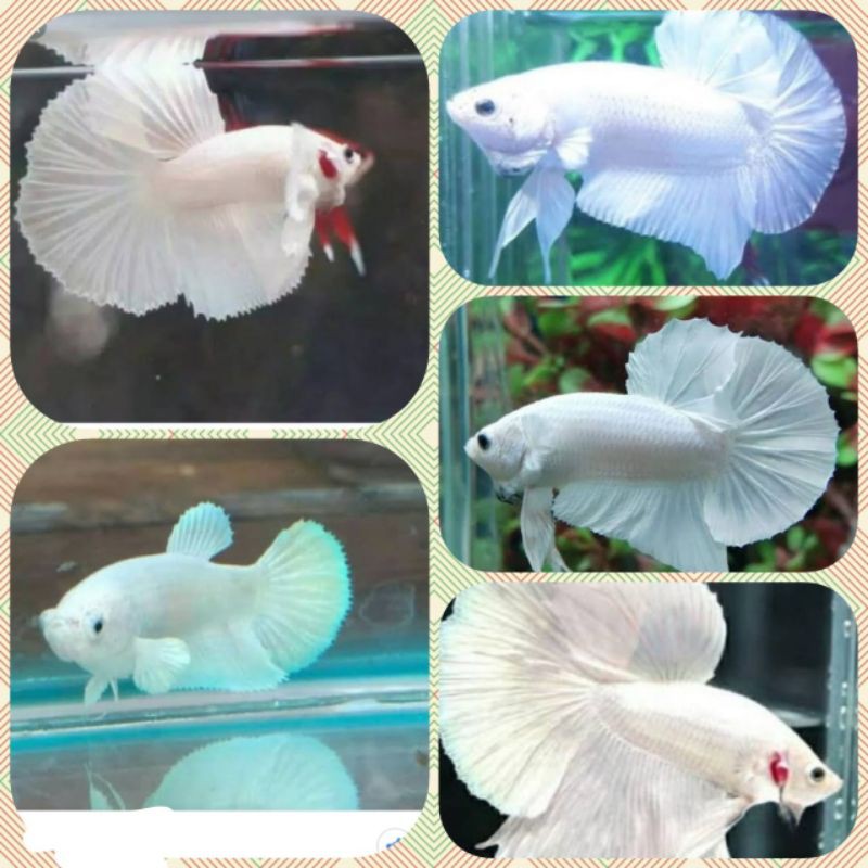 

PROMO!!!white platinum jantan perkasa