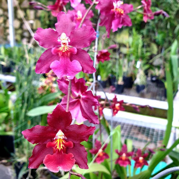 Oncidium Gunshin Sweet Heart Spike Knop