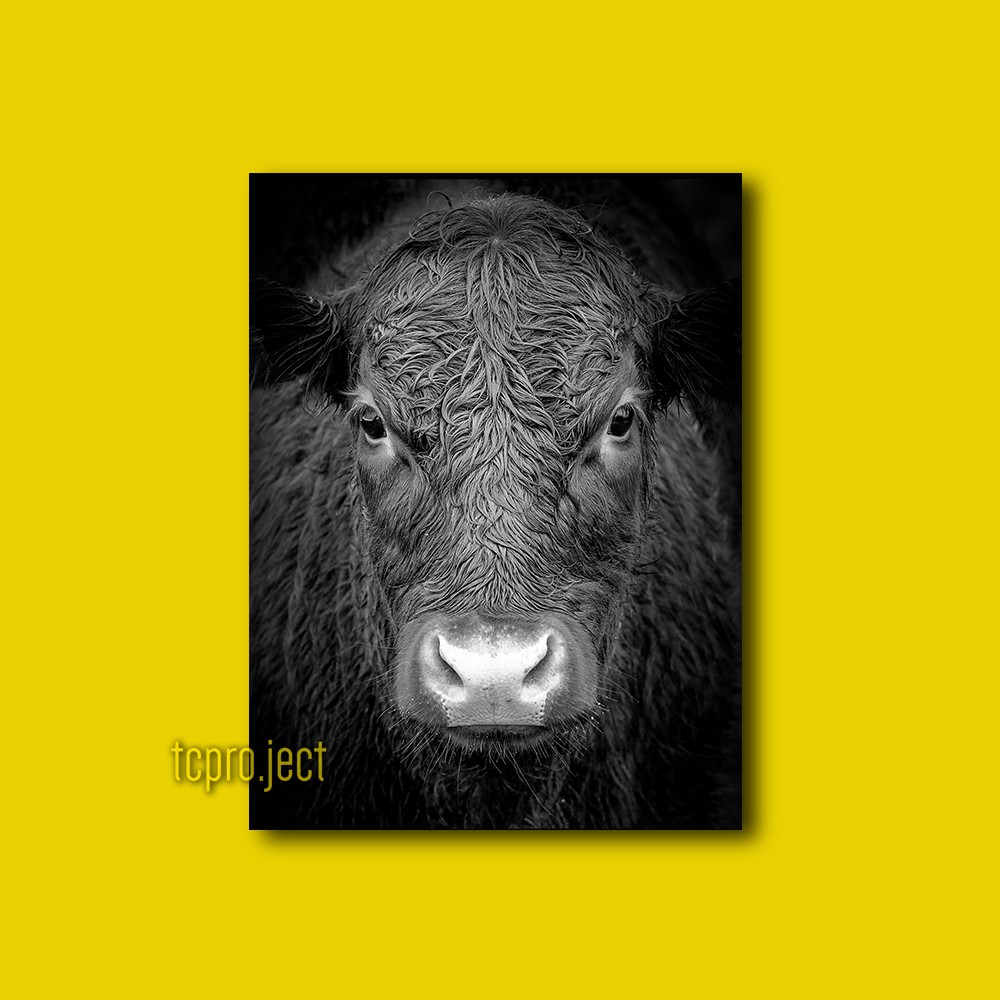 HEWAN ANAK SAPI Poster - Dekorasi - Hiasan Dinding