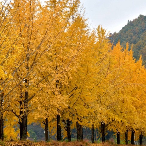Kedai Benih Bibit Buah Gingko Ginkgo Biloba ~ 2 Biji
