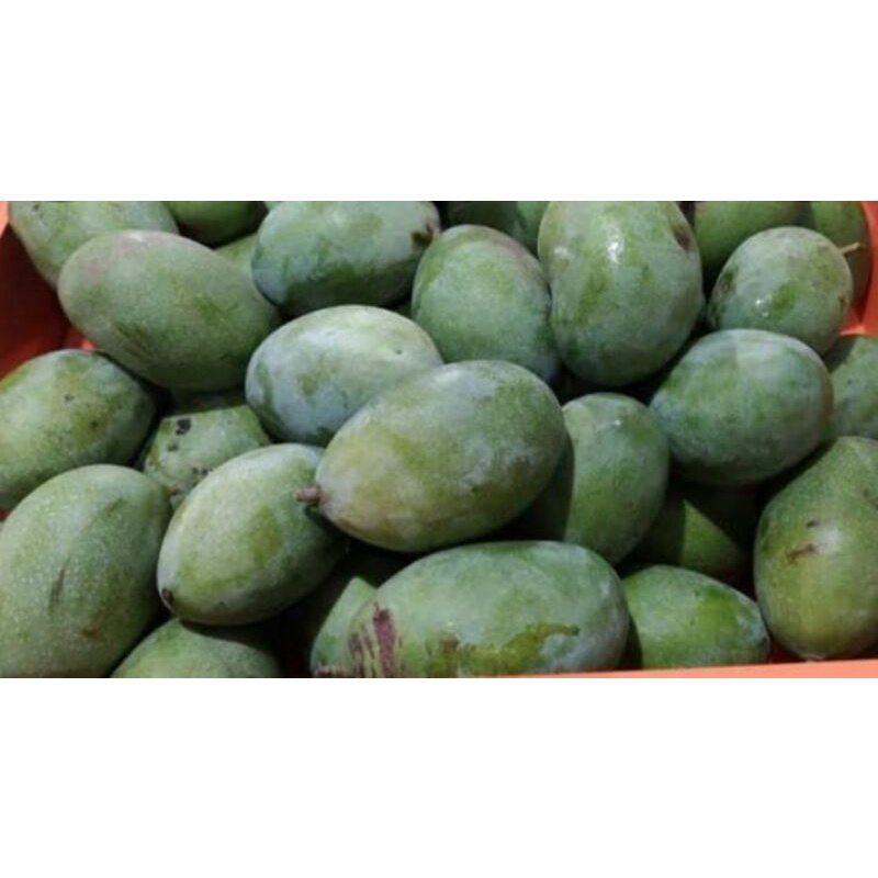 

Mangga Manalagi (1kg)