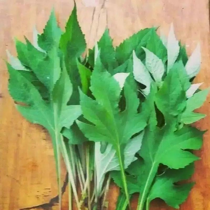 

Daun Insulin Segar 250 Grm