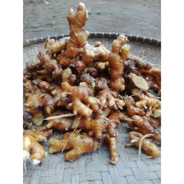 

Lempuyang segar fresh 1kg