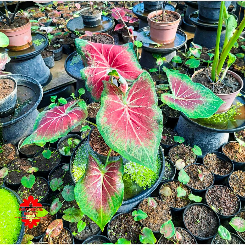 VICTORY bibit kecil caladium keladi merah merona marikago_tanaman hias kaladi