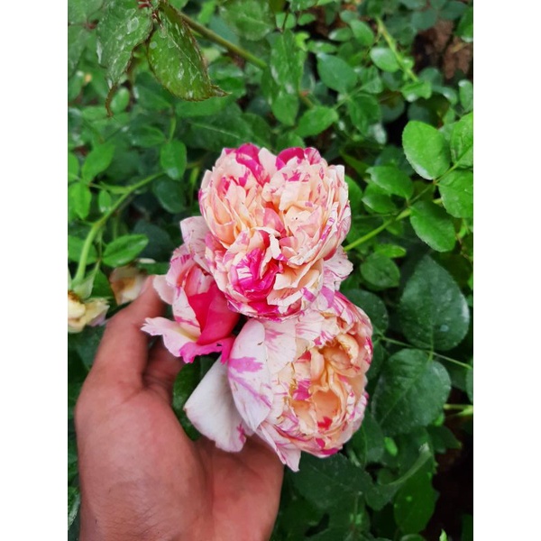 mawar import julie andrew