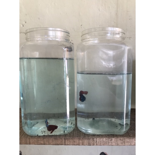 2 Jantan 3 Betina Hellboy