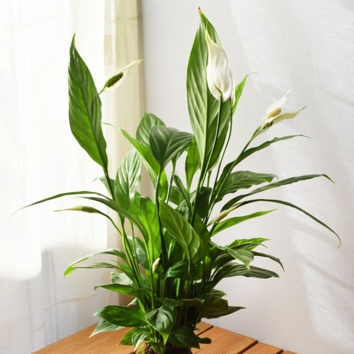 Peace Lily / Spatuphilum - Tanaman Hias Indoor Pembersih Udara