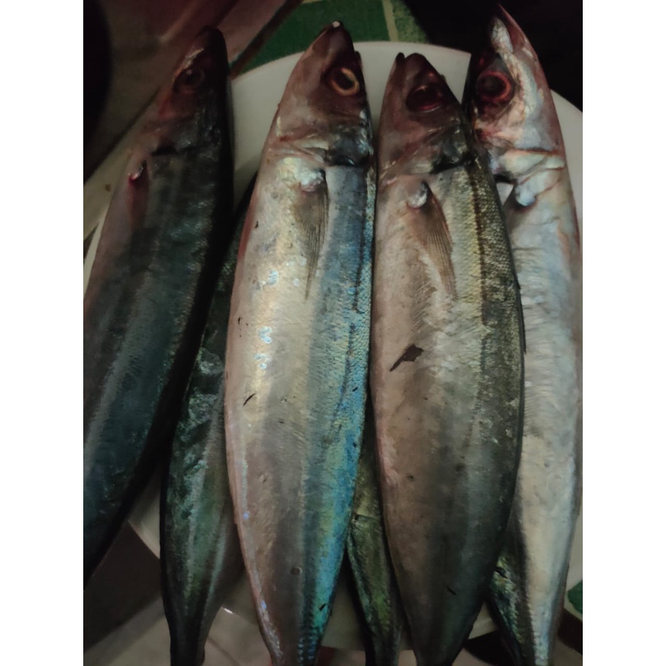 

Ikan Kembung Layang