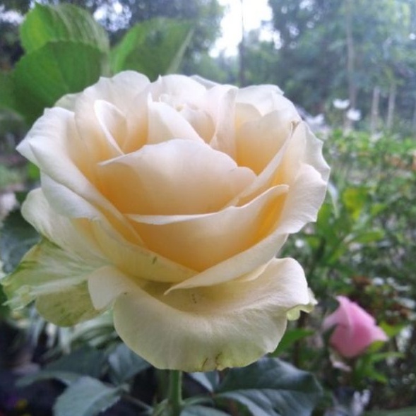 bibit bunga mawar potong