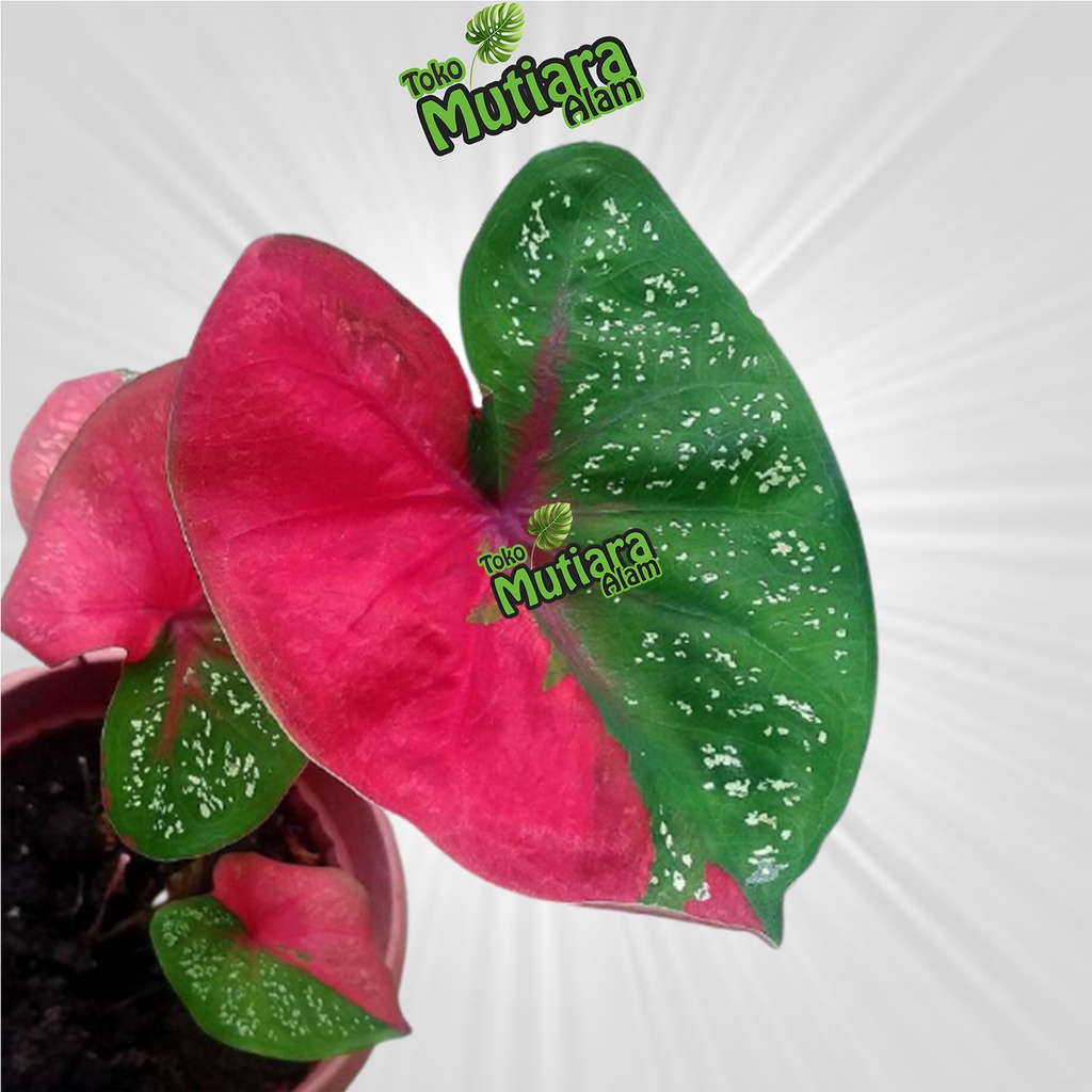 TANAMAN HIAS KELADI BARET MERAH VARIGATA DEWASA mutiara alam