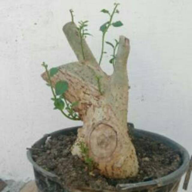 Bonsai Serut, Batang Besar